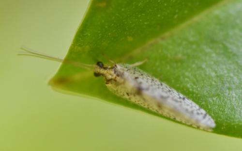 Hemerobius sp.